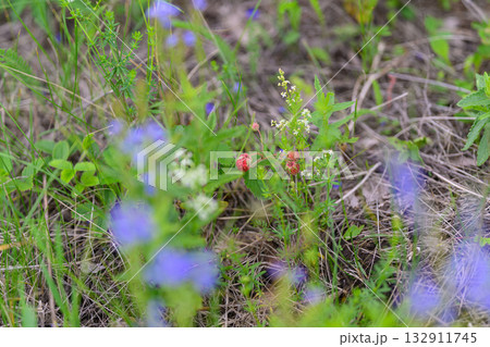 A Beautiful Display of Vibrantly Colorful Wildflowers Set Against a Picturesque Natural Landscape A Beautiful Display of Vibrantly Colorful Wildflowers Set Against a Picturesque Natural Landscape 132911745