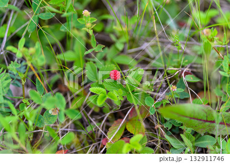 A Vibrant Wild Strawberry Beautifully Nestled Among Lush Greenery in Natures Embrace 132911746