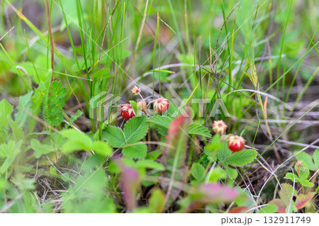 Wild Strawberries Thriving and Growing in Their Natural Habitat and Surrounding Ecosystem Wild Strawberries Thriving and Growing in Their Natural Habitat and Surrounding Ecosystem 132911749