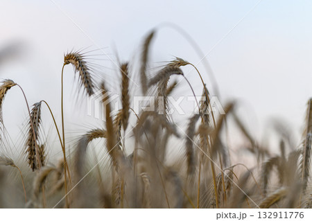 A Serene Wheat Field Beautifying the Landscape at Dusk, Bathed in Soft Golden Light A Serene Wheat Field Beautifying the Landscape at Dusk, Bathed in Soft Golden Light 132911776
