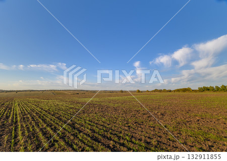 A Vast Agricultural Field Spanning Under a Beautiful Bright Blue Sky, Infinitely Expanding A Vast Agricultural Field Spanning Under a Beautiful Bright Blue Sky, Infinitely Expanding 132911855