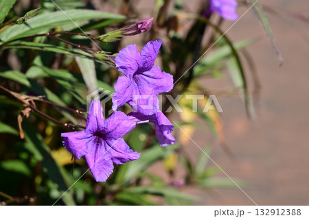 ヤナギバルイラソウ（キツネノマゴ科）ルイラソウ属 132912388