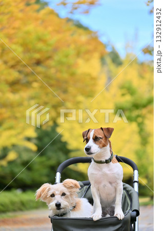 犬用カートでイチョウ並木をお散歩　2匹のジャックラッセルテリア　秋素材 132912432