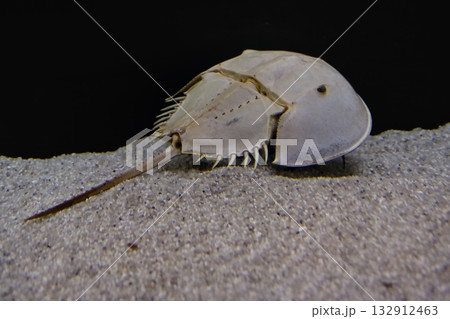 アメリカカブトガニ 132912463