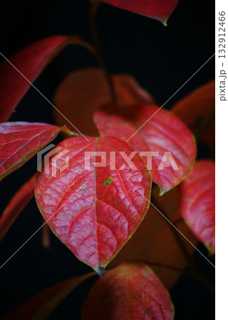 柿の葉 紅葉 132912466