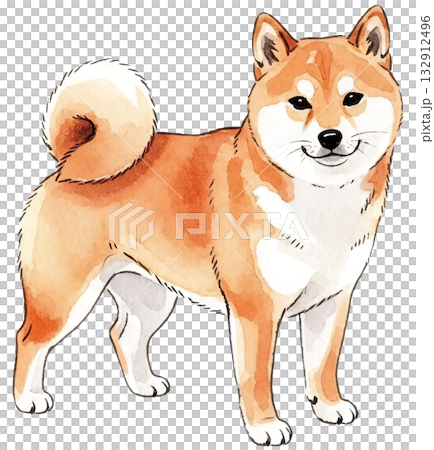 Shiba Inu 132912496