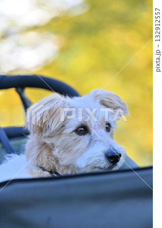 犬用カートでイチョウ並木を散歩するジャックラッセルテリア 秋素材 犬用カートでイチョウ並木を散歩するジャックラッセルテリア 秋素材 132912557