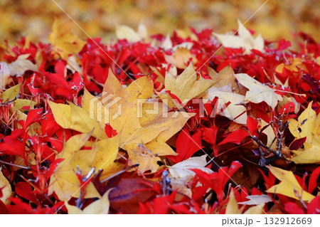 紅葉したモミジの葉 132912669