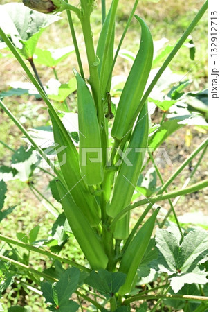 オクラ（アオイ科）トロロアオイ属の収穫前 132912713