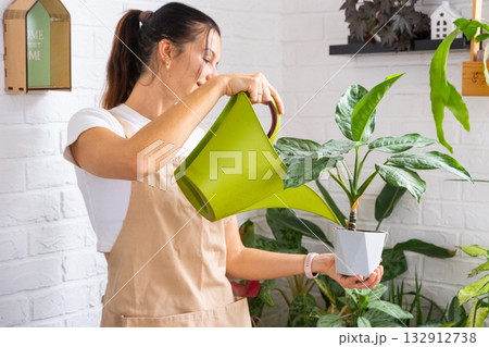 A woman waters home plants from her collection of rare species from a watering can, grown with love on shelves in the interior of the house. Home plant growing, green house, water balance 132912738