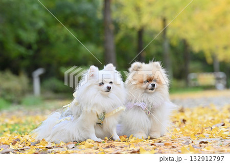 イチョウ並木と2匹のポメラニアン　秋素材 132912797
