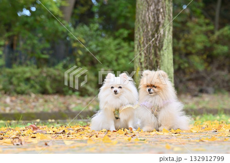 イチョウ並木と2匹のポメラニアン　秋素材 132912799