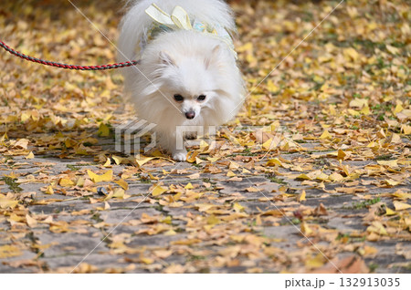 イチョウ並木を散歩するポメラニアン 132913035