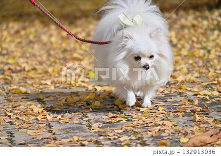 イチョウ並木を散歩するポメラニアン 132913036