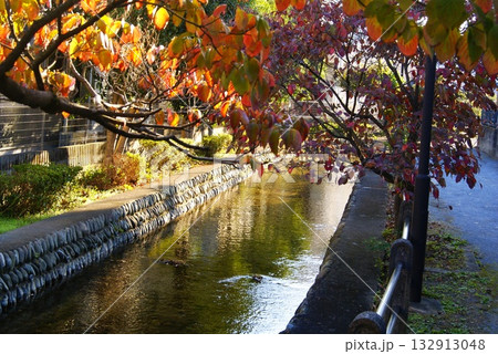 カラー　紅葉　植物　秋　公園　（2025年11月登録） 132913048