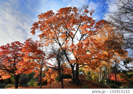 紅葉した木 紅葉した木 132913132