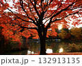 紅葉のある風景 132913135