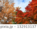 青空に映える紅葉 132913137