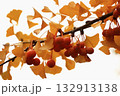 紅葉したイチョウの実 132913138
