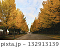 黄葉したイチョウ並木 132913139