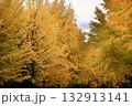 黄色に色づく木々 132913141