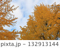 黄葉したイチョウ 132913144