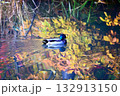 紅葉に溶け込む鴨 132913150