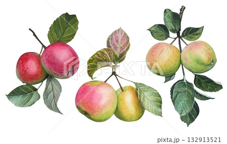 Set with hand drawn apple tree branches with ripe apples and green leaves. Watercolor botanical illustration. Set with hand drawn apple tree branches with ripe apples and green leaves. Watercolor botanical illustration. 132913521