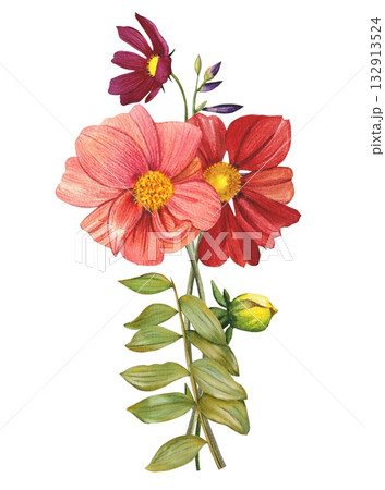 Red and pink dahlias. Arrangement of bright dahlias, leaves. Hand drawn watercolor illustration. 132913524