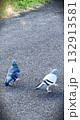 公園で遊ぶ鳩 132913581
