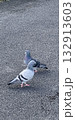 道路にいた鳩 132913603