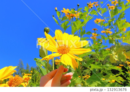皇帝ひまわり　手 132913676