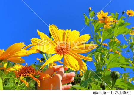 皇帝ひまわり　手 132913680