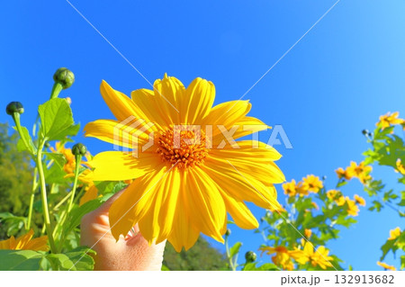 皇帝ひまわり　手 132913682