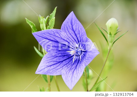 初夏の花 132913704