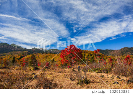 初冠雪の乗鞍岳と大カエデ 132913882