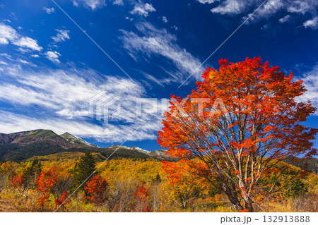 乗鞍高原の大カエデ　 132913888
