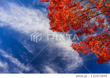 青空と大カエデ　 132913895