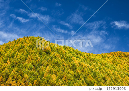 針葉樹の紅葉　乗鞍高原 132913908