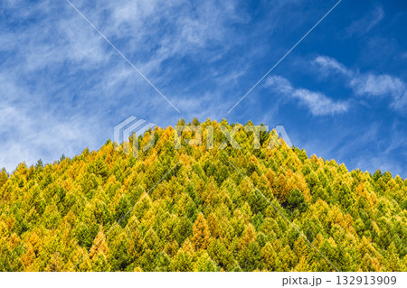 針葉樹の紅葉　乗鞍高原 132913909