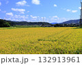 収穫前の稲と青空 132913961