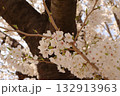 ピンク色の桜の花と木	 132913963