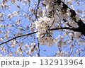 青空に映える桜 132913964