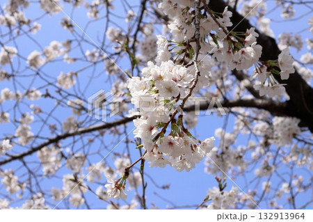 青空に映える桜 青空に映える桜 132913964
