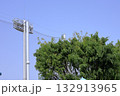 青空にそびえる野球場の照明塔 132913965