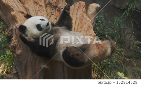 Fun giant panda bear lies down 132914329