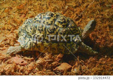 アクアテラス錦ケ丘で暮らすヒョウモンガメ アクアテラス錦ケ丘で暮らすヒョウモンガメ 132914472