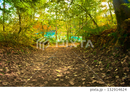 木漏れ日に包まれた五色沼・弁天沼への小径 132914624