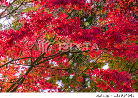 萬松山大雄寺を彩る鮮やかな紅葉の彩り 132914643
