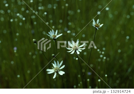 渥美半島の植物 132914724